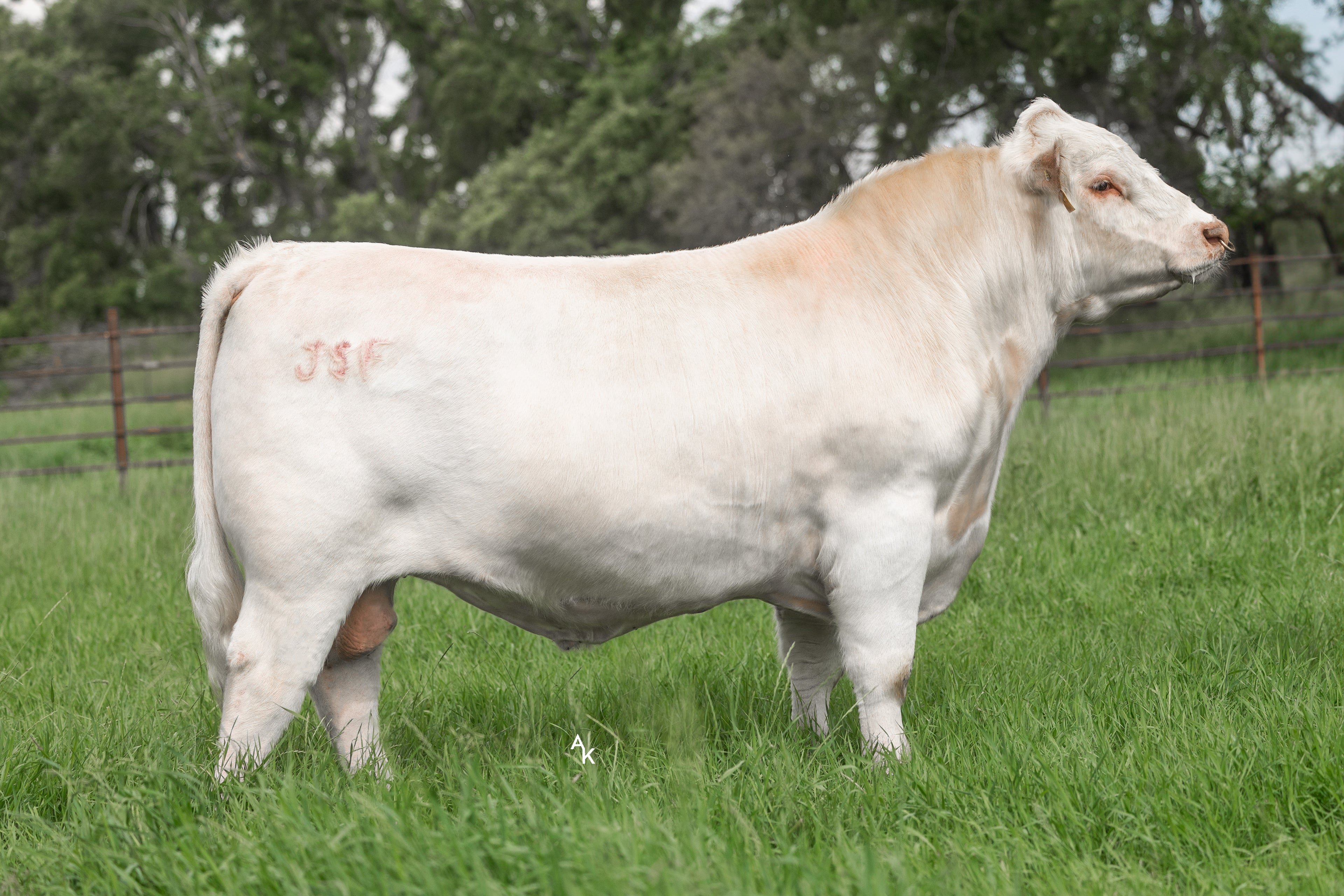 JSF Springsteen 183K ET