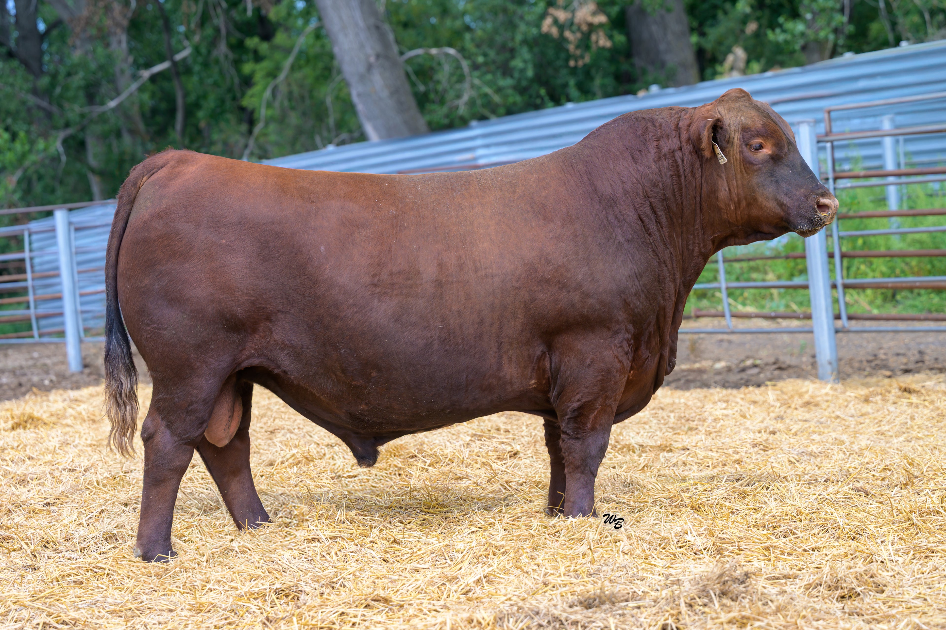 BERWALD DESTINY 3138