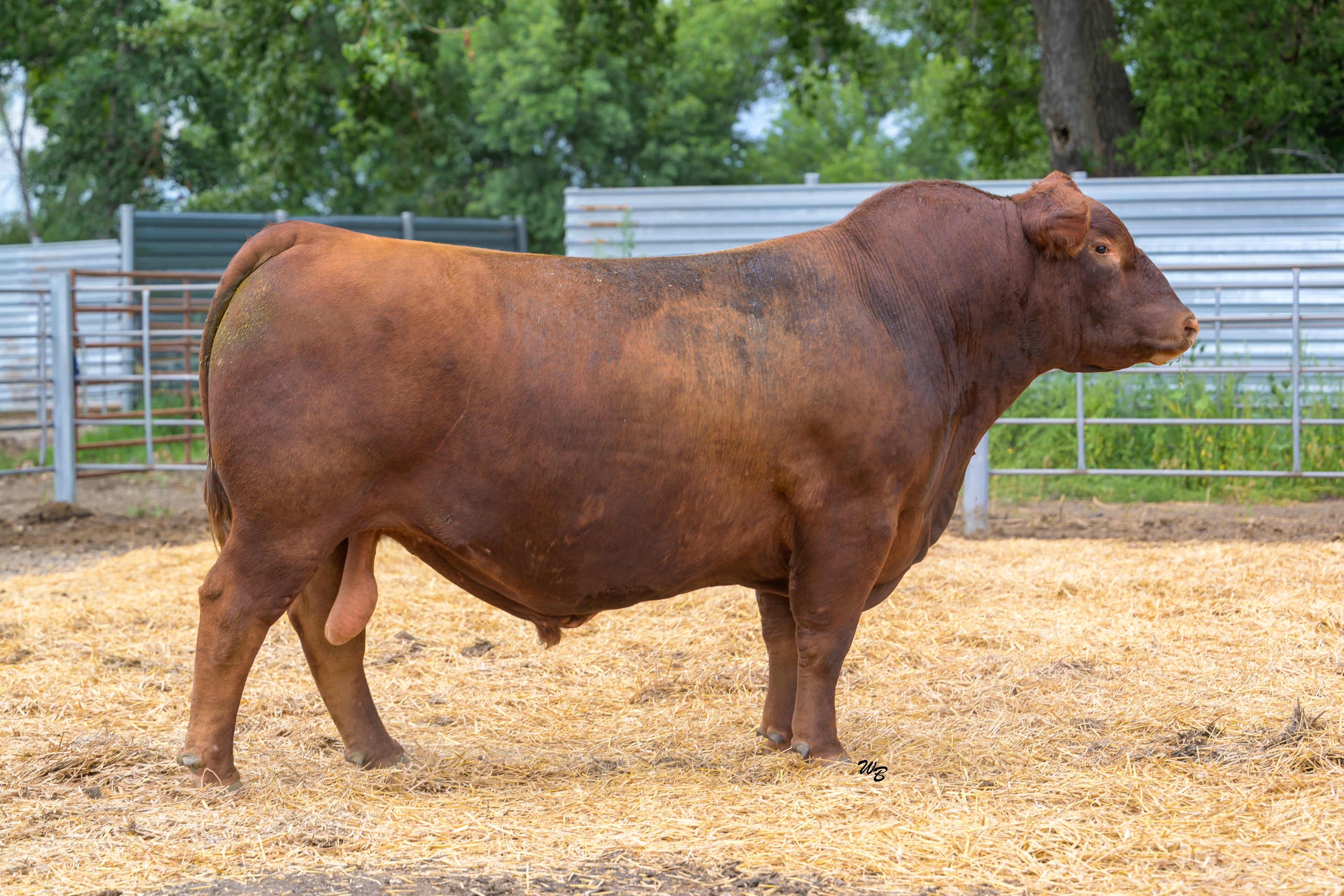 C-BAR CRACKERJACK 2037K