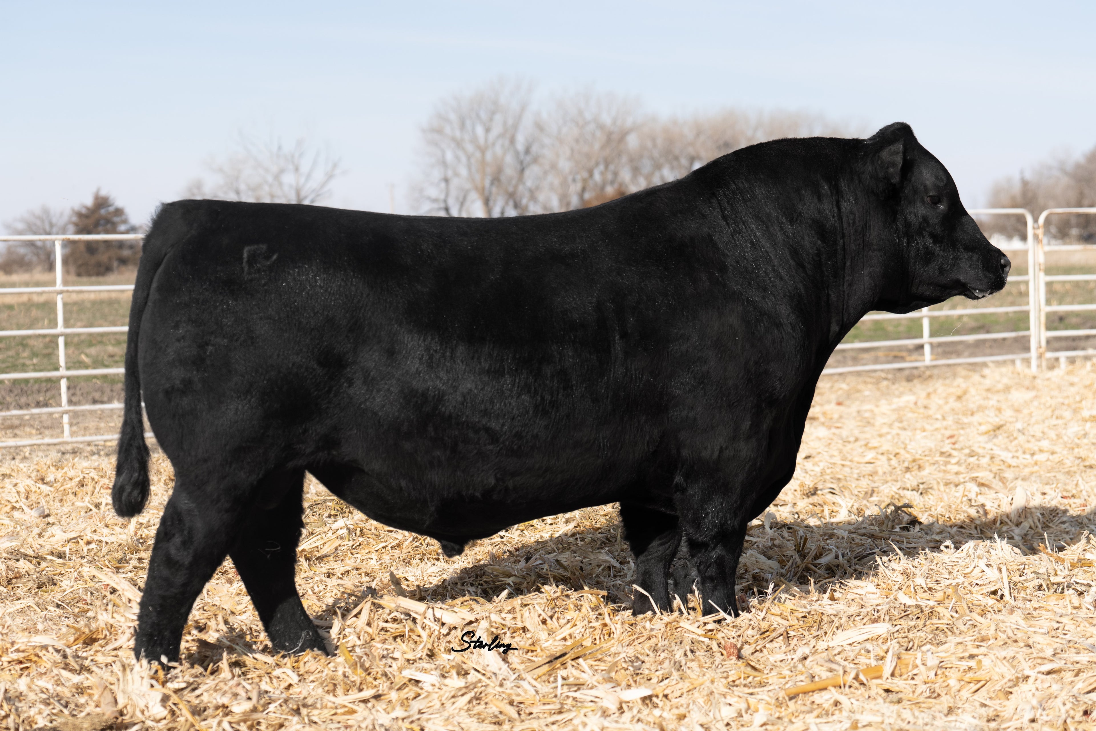 BALDRIDGE Balance J849