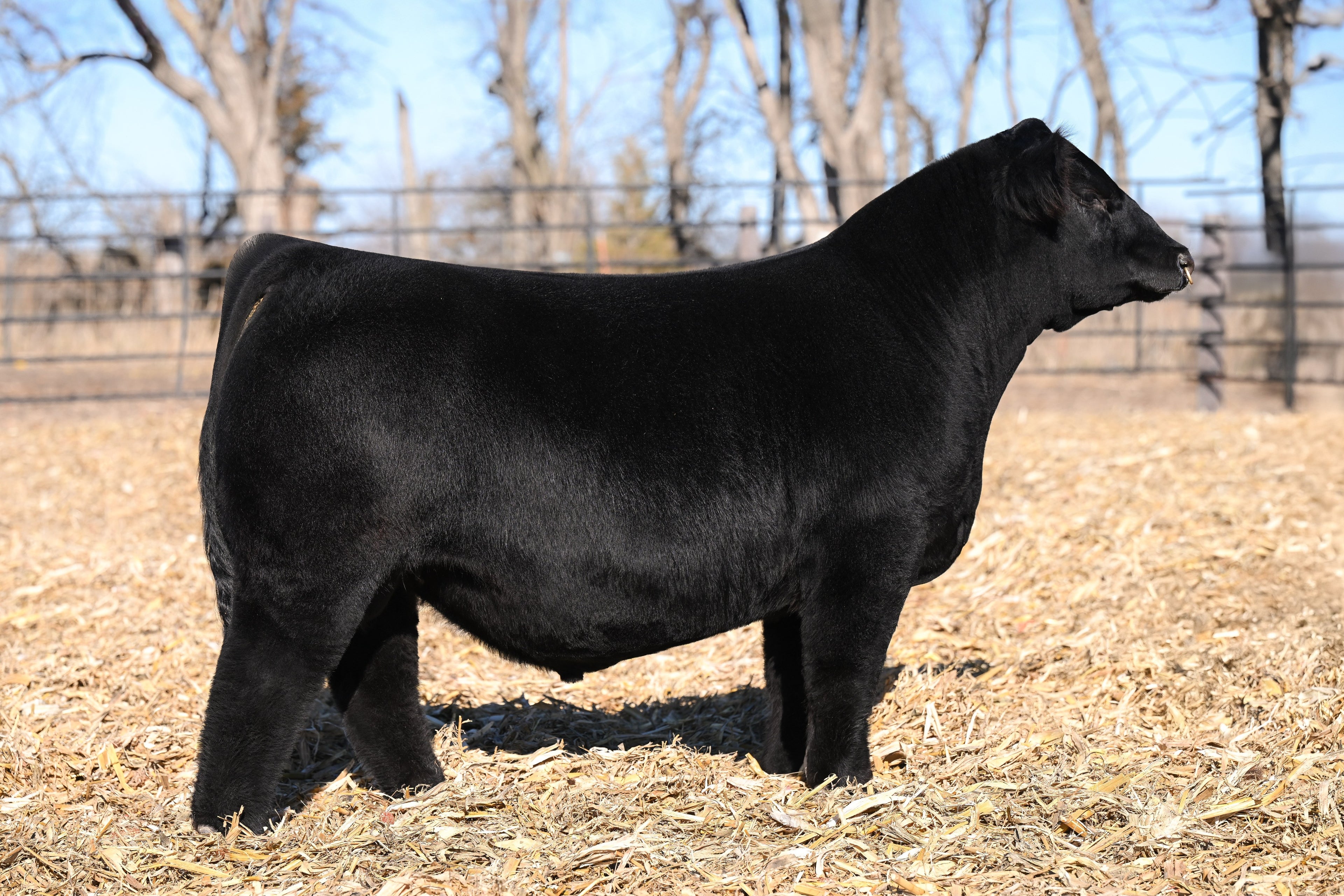 HERBSTER Dynamic 451M