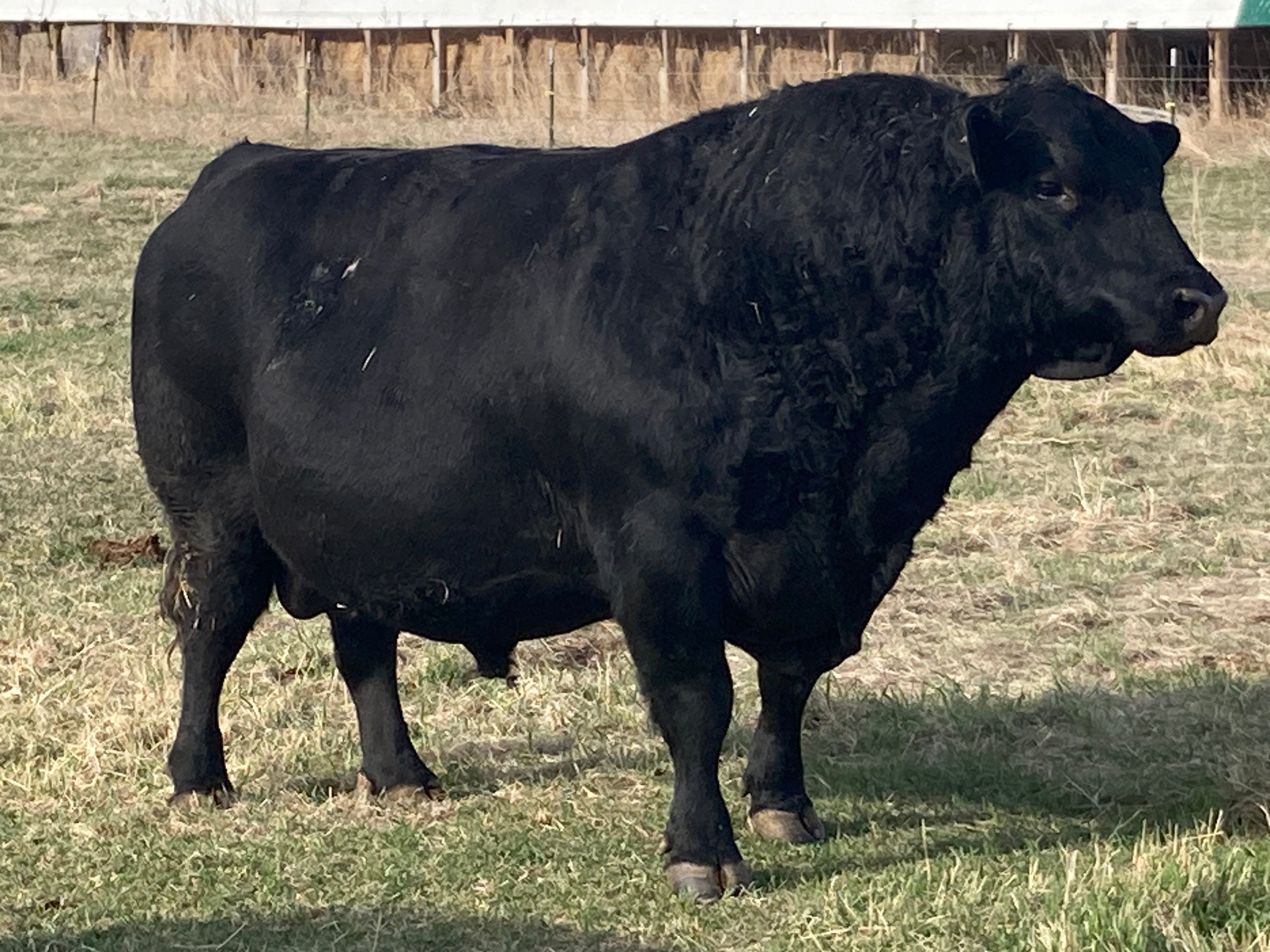 S 316 CAPITALIST 0108