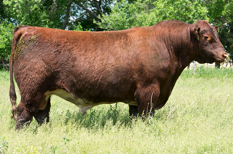 JSF Josey Wales 126E