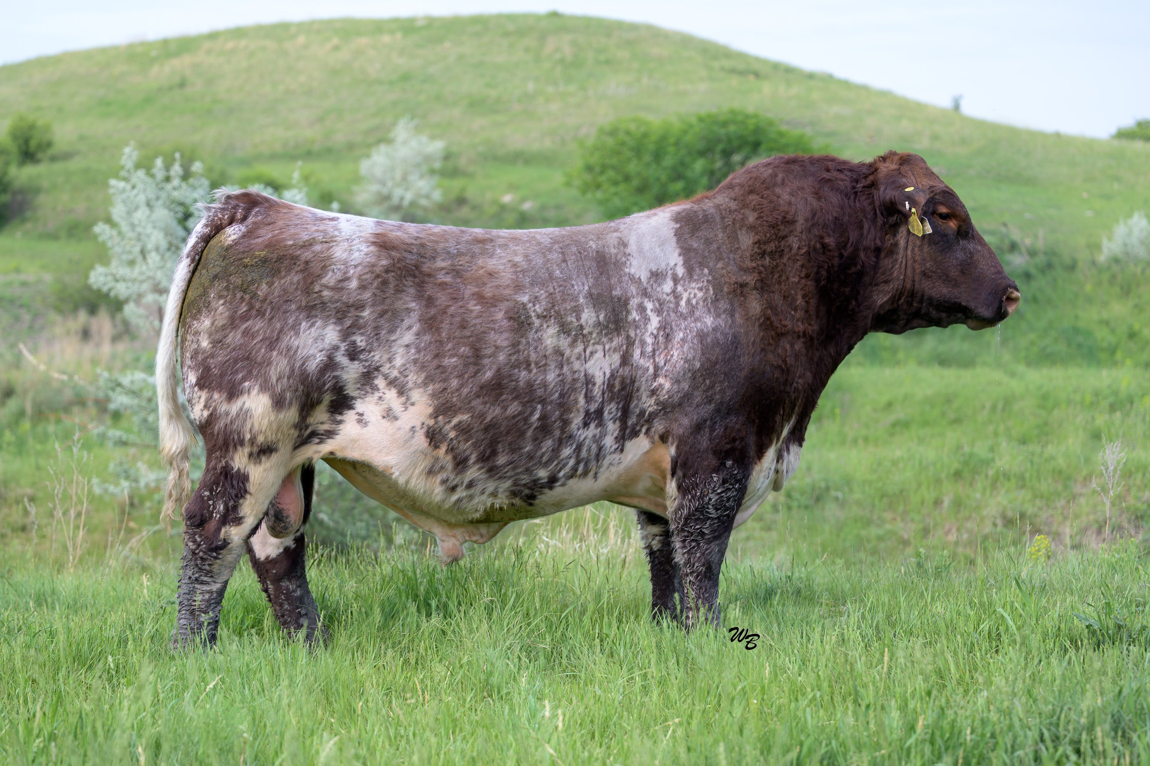 ACC Candy's Jim Beam 71J